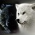 :iconblackwillow387:
