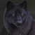 :iconblackwing1115: