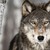 BlackWolf-3000 :iconblackwolf-3000: