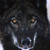 :iconblackwolf14804: