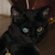 :iconblackwolf18: