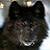 :iconblackwolf2000: