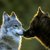 :iconblackwolfdarkfox: