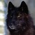 :iconblackwolfgrinplz: