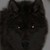 :iconblackwolflw: