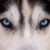 :iconblackwolfpaws: