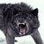 :iconblackwolfwar: