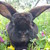 :iconblackybunny: