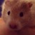 :iconblackyoite: