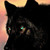 :iconbladetheshewolf: