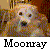 :iconBladewindDraconus: