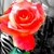 :iconblair-waldorfe: