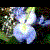 :iconblairbear: