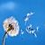 :iconblairebee: