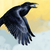 :iconblaironthewing: