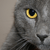 :iconBlaise-T: