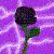 :iconblakrose: