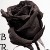 :iconblakrosee: