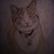 :iconblanlan: