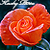 :iconblaqkrose: