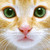 :iconblaroz: