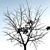 :iconblastoderm: