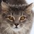 :iconblastowind: