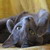 :iconblaukatz: