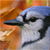 :iconblaukurica: