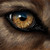 :iconblazewolves: