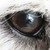 :iconblazing-embers:
