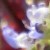 :iconblazingdream: