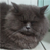 :iconblca5542: