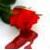 :iconbleeding-clover: