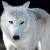 :iconbleeding-rose91:
