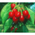 :iconbleedingcherry: