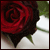 :iconbleedinrose:
