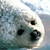 :iconbleeting: