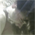 :iconbleevinmiracles: