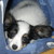 :iconblesibutterfly: