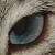 :iconbleu-givre: