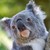 :iconblind-koala: