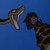 :iconblissinyourcoils: