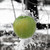 :iconblitzvogel: