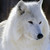 :iconblizz-the-ice-queen: