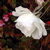 :iconblizzardblossom: