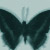 :iconblkrainb0w: