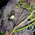 :iconblomster-piken: