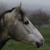 :iconblomstring: