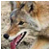 :iconblondecoyote: